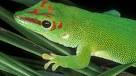 National Geographic Events - Geckos: Tails to Toepads