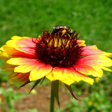 Image result for Gaillardia pulchella