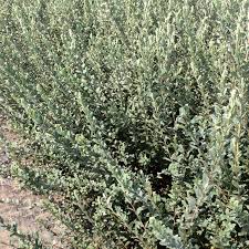 Attēlu rezultāti vaicājumam “Salix repens subsp. rosmarinifolia fruit”