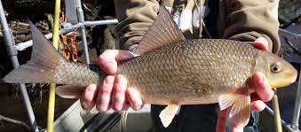 Image result for Moxostoma macrolepidotum