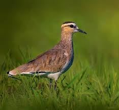 Image result for Vanellus gregarius