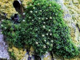 Attēlu rezultāti vaicājumam “Orthotrichum patens”