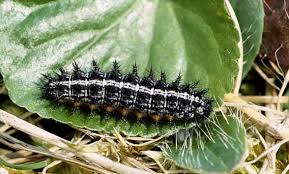 Attēlu rezultāti vaicājumam “Argynnis aglaja”