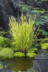 Attēlu rezultāti vaicājumam “Glyceria maxima”