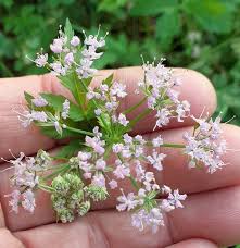 Attēlu rezultāti vaicājumam “Chaerophyllum aromaticum flower”