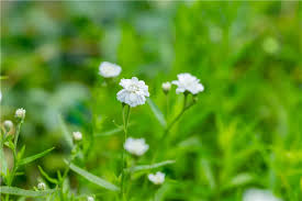 Attēlu rezultāti vaicājumam “Achillea ptarmica flower”