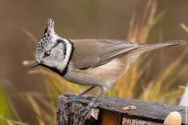 Attēlu rezultāti vaicājumam “Lophophanes cristatus”