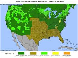 Attēlu rezultāti vaicājumam “Cinna latifolia fruit”