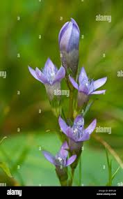 Attēlu rezultāti vaicājumam “Gentianella campestris”
