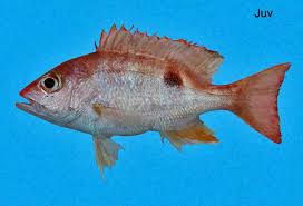 Image result for Lutjanus campechanus