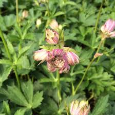 Attēlu rezultāti vaicājumam “Astrantia major leaf”