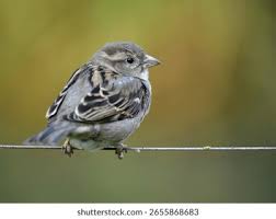 Attēlu rezultāti vaicājumam “Passer domesticus male”