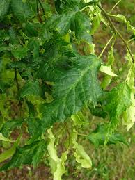 Attēlu rezultāti vaicājumam “Tilia platyphyllos Laciniata”