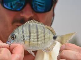 Image result for Diplodus sargus