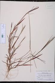 Attēlu rezultāti vaicājumam “Digitaria ischaemum leaf”