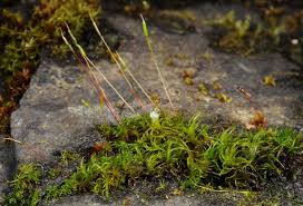 Attēlu rezultāti vaicājumam “Bryoerythrophyllum recurvirostrum sporophyte”
