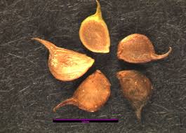 Attēlu rezultāti vaicājumam “Ranunculus brunnescens”