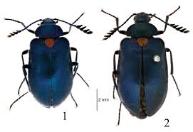 Attēlu rezultāti vaicājumam “Tetratomidae”