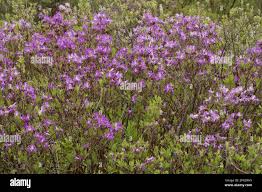 Attēlu rezultāti vaicājumam “Rhododendron canadense flower”
