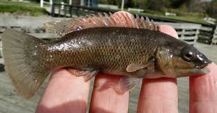 Image result for Tautogolabrus adspersus