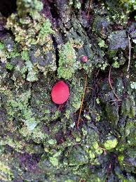 Attēlu rezultāti vaicājumam “Symphytocarpus flaccidus plasmodium”