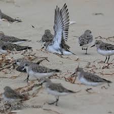 Image result for Calidris ruficollis