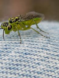 Attēlu rezultāti vaicājumam “Rhogogaster picta”