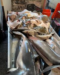 Image result for Rhinoptera brasiliensis