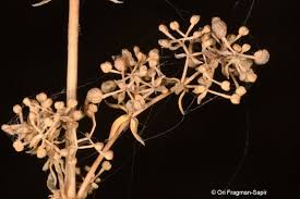 Attēlu rezultāti vaicājumam “Galium verum bud”