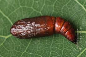 Attēlu rezultāti vaicājumam “Epirranthis diversata”