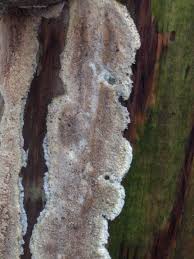 Attēlu rezultāti vaicājumam “Coniophora puteana”