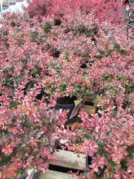 Attēlu rezultāti vaicājumam “Berberis thunbergii”