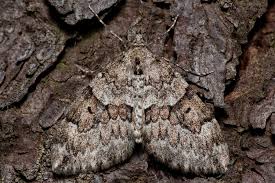 Attēlu rezultāti vaicājumam “Thera variata”