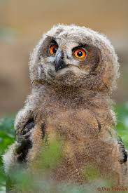 Attēlu rezultāti vaicājumam “Bubo bubo”