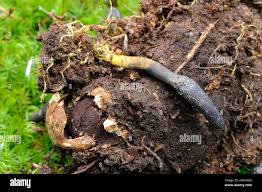 Attēlu rezultāti vaicājumam “Cordyceps ophioglossoides”