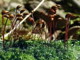 Attēlu rezultāti vaicājumam “Brachytheciastrum velutinum”