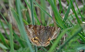 Attēlu rezultāti vaicājumam “Euclidia glyphica”
