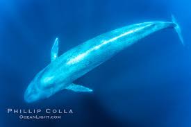 Image result for Balaenoptera musculus