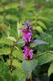 Attēlu rezultāti vaicājumam “Lamium maculatum”