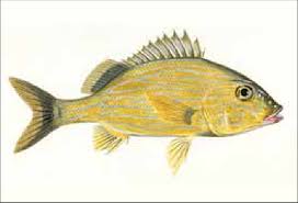 Image result for Haemulon sciurus