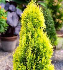Attēlu rezultāti vaicājumam “Thuja plicata flower”