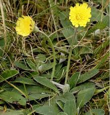 Attēlu rezultāti vaicājumam “Hieracium”