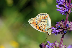 Attēlu rezultāti vaicājumam “Argynnis niobe”