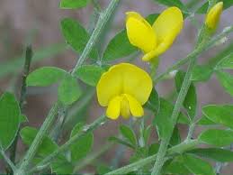 Image result for Cytisus scoparius