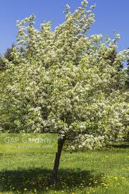 Attēlu rezultāti vaicājumam “Crataegus chlorosarca”