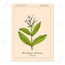 Attēlu rezultāti vaicājumam “Nicotiana tabacum fruit”