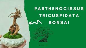 Image result for parthenocissus bonsai