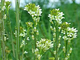 Attēlu rezultāti vaicājumam “Arabis glabra”