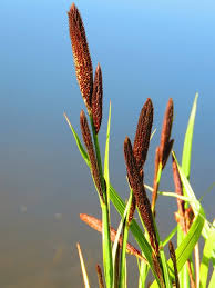 Attēlu rezultāti vaicājumam “Carex acutiformis flower”