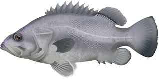 Image result for Polyprion americanus